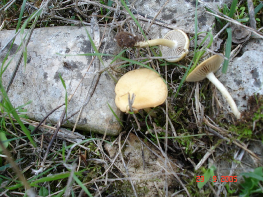Tricoloma fracticum, Agrocybe pediades?,Clitocybe alexandri?